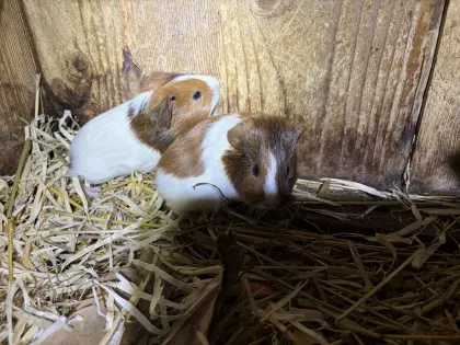 Meerschweinchen