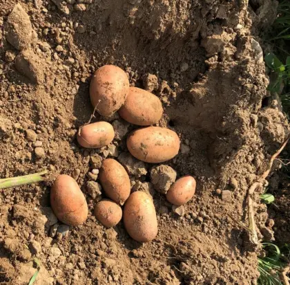Bio-Kartoffeln