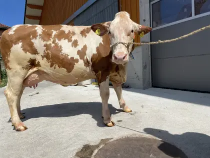 Verkaufe Fleckvieh-Erstlingskuh und Kuh in Milch
