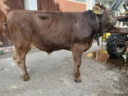 Original Braunvieh-Deckstier