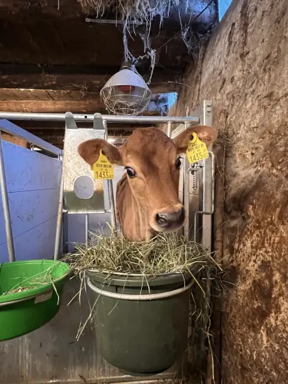 Verkaufe weibliches Jerseykalb