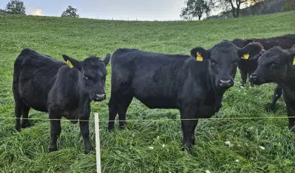 Aberdeen Angus Kalbin