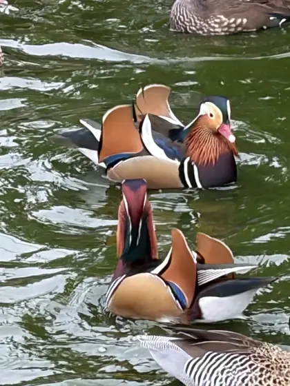 Enten, Zierenten, Schwäne, Gänse, Säger