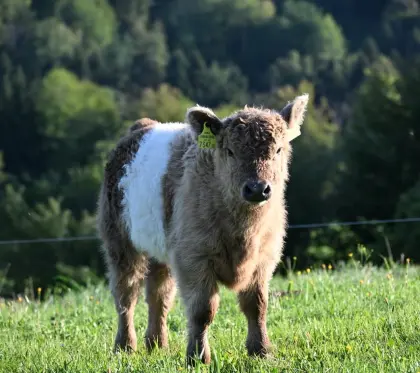 Bio-Galloway-Stierkalb