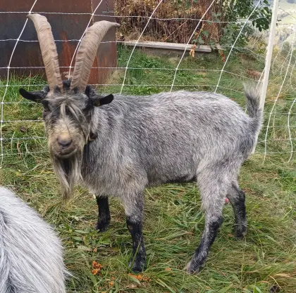 Verkaufe Blobe Bock