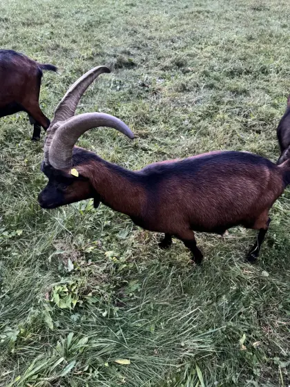 Aosta-Ziege trächtig