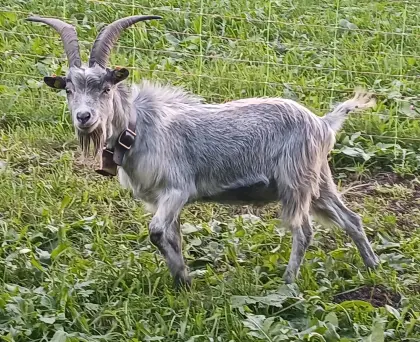 Blobe Bock