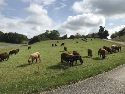 Schafe Jura Weibchen