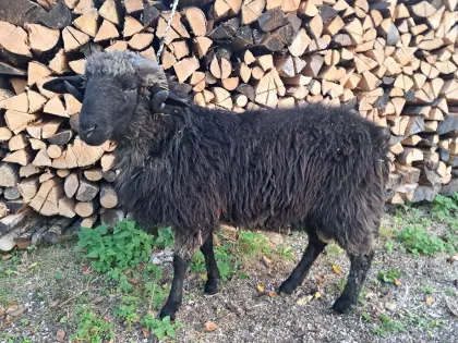 Alpiner Steinschaf-Widder zu verkaufen