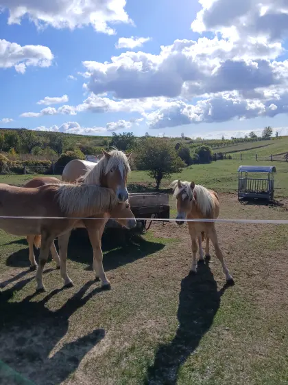 Haflinger Hengste