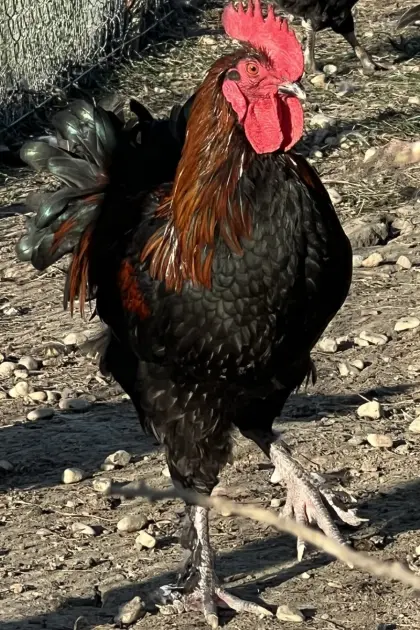 Hähne