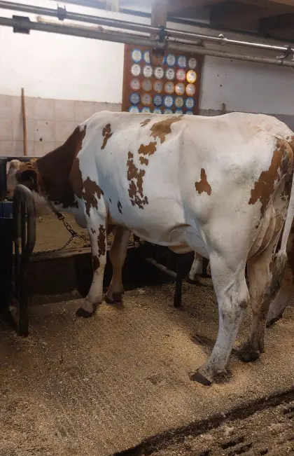 Bio Milchkuh 30 l