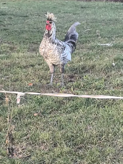 Appenzeller Spitzhaubenhähne