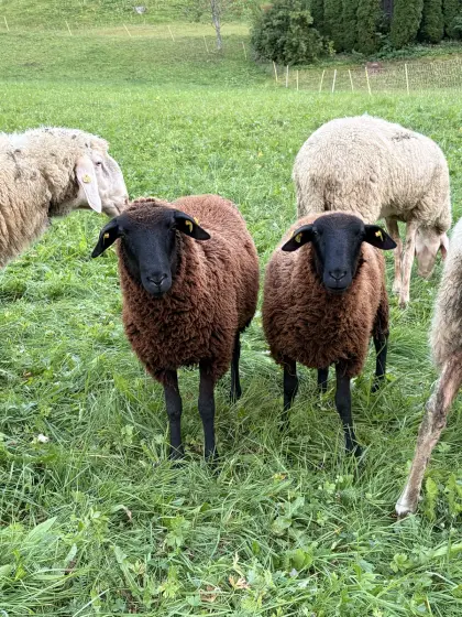 Weibliche Jungschafe zu verkaufen