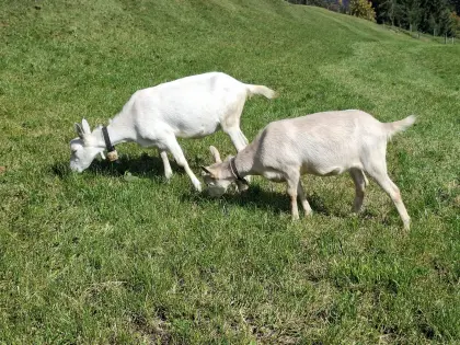 Ziegenkitz