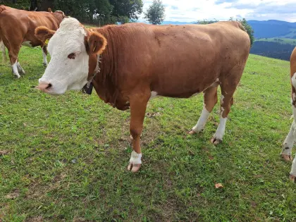 Trächtige Kalbinnen