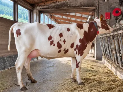 Red-Holstein-Jungkuh, ca. 31 l Milch, robotertauglich