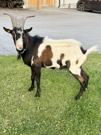 Tauernscheck-Bock