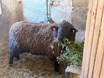 Verkaufe Schafbock