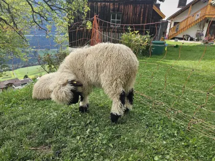 Walliser Schwarznasenwidder