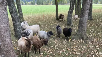 Quessant Zwergschafe