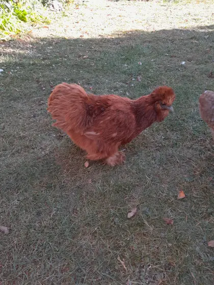 Seidenhuhn, Zwergseidenhuhn