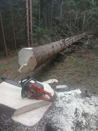 Biete Holzschlägerung und Bringung