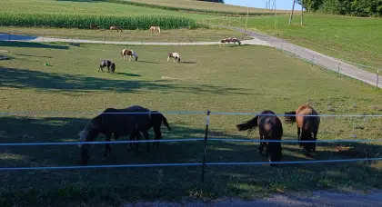 Verkaufen Ponys