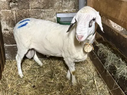 Kärtner Brillenschaf-Widder
