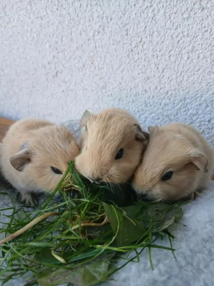 California-Meerschweinchen