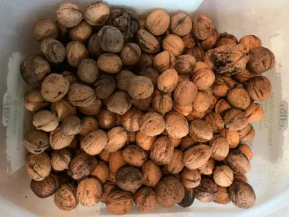 Walnüsse Ernte 25 und 26