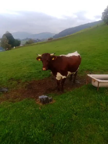 Reinrassige Pinzgauerkuh zu verkaufen