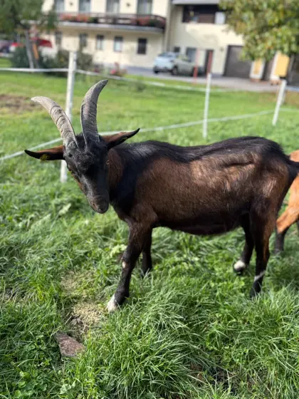 Bio-Ziegenbock