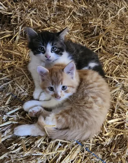 Babykatzen