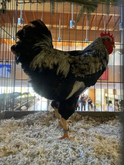 Barnevelder