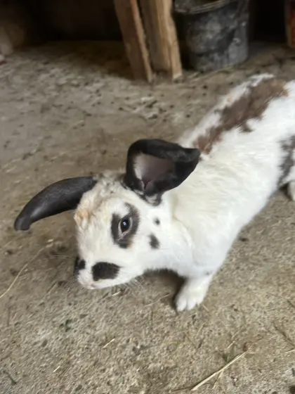 Hase, männlich