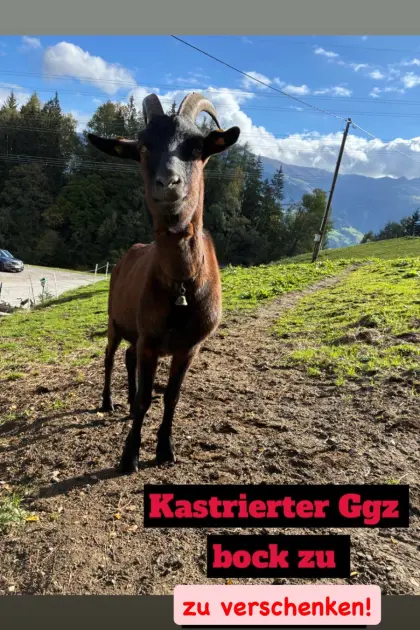 Ggz-Bock