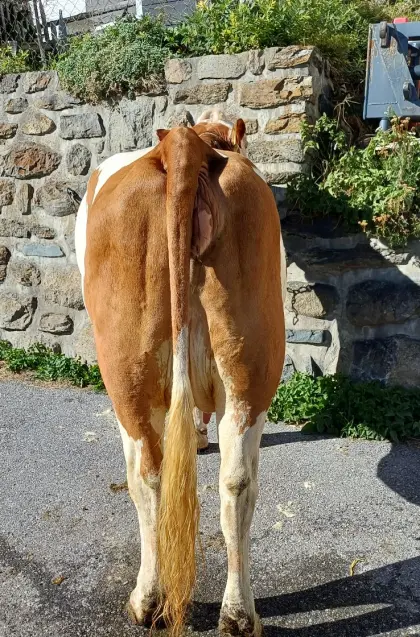 Verkaufe Fleckvieh-Erstlingskuh