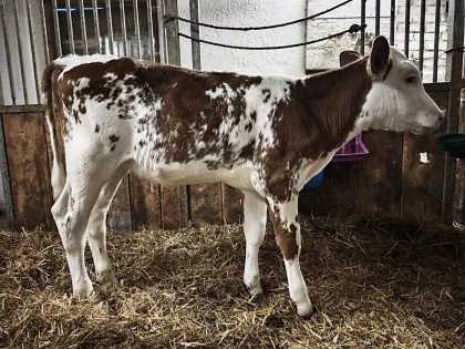 Red Holstein x Angler Rotvieh Kuhkalb