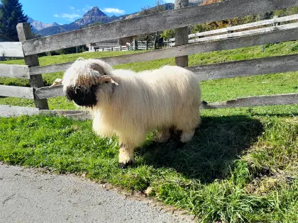Walliser Schwarznasen-Widder BIO