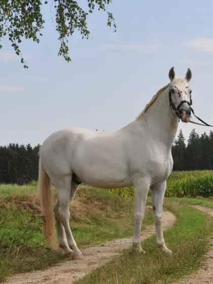 PRE-Wallach (geb. 2012) aus renommierter Zucht (Zumacar)