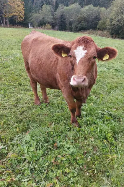 Fleckvieh/Limousin Kreuzungskalbin