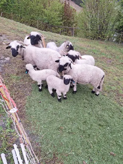 Walliser Pärchen