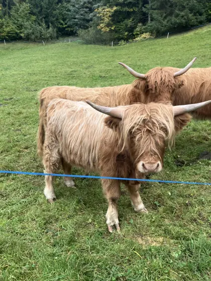 Hochlandrinder-Stier