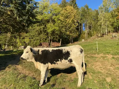 PSS Kalbin trächtig zu verkaufen