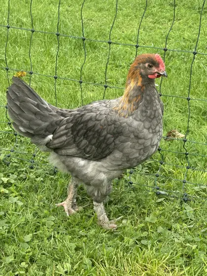 Marans Hahn, Henne