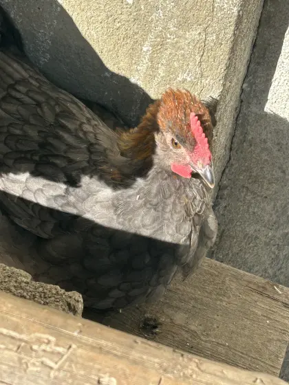 Marans-Hahn blau Kupfer