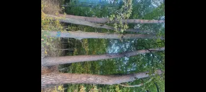 Mischwald-Grundstücke in Neusiedl bei Güssing, privat