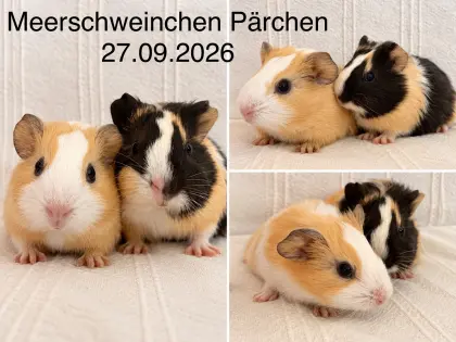 Meerschweinchen suchen ein neues Zuhause