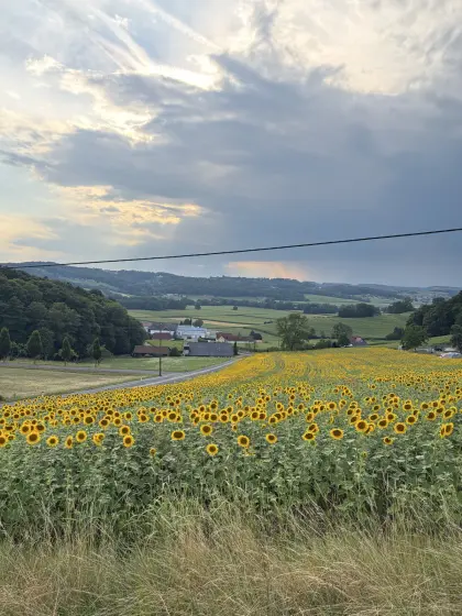 Sonnenblumenkerne für Öl